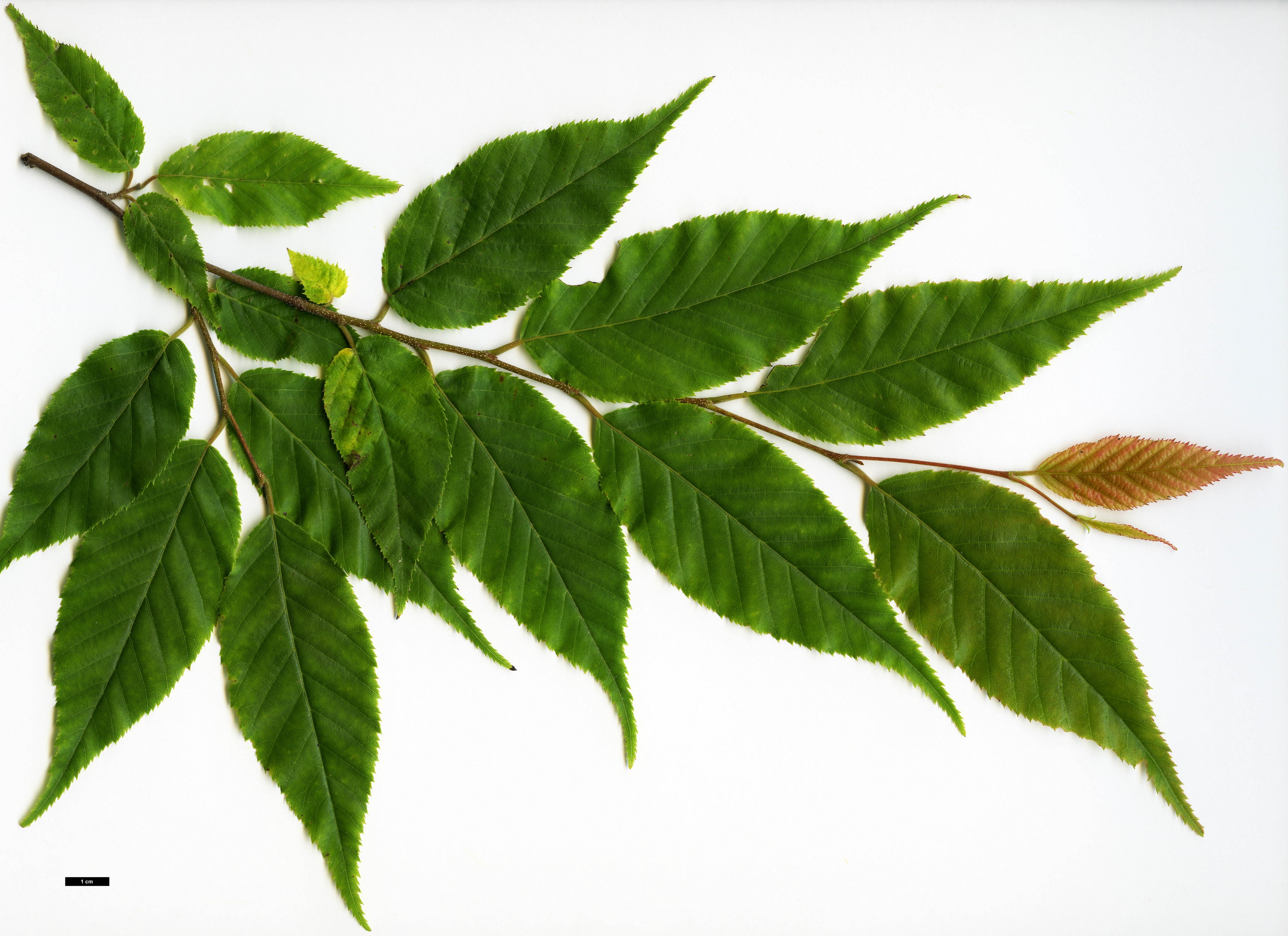 High resolution image: Family: Betulaceae - Genus: Carpinus - Taxon: londoniana